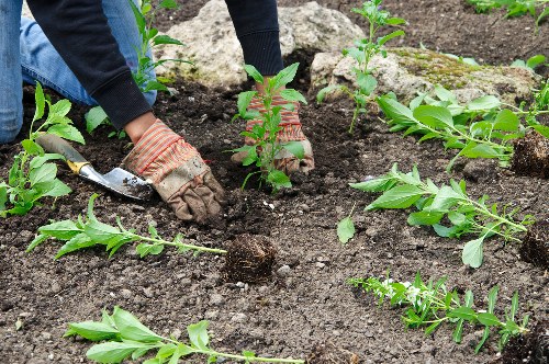 Seasonal hedge maintenance in a Mortlake home garden
