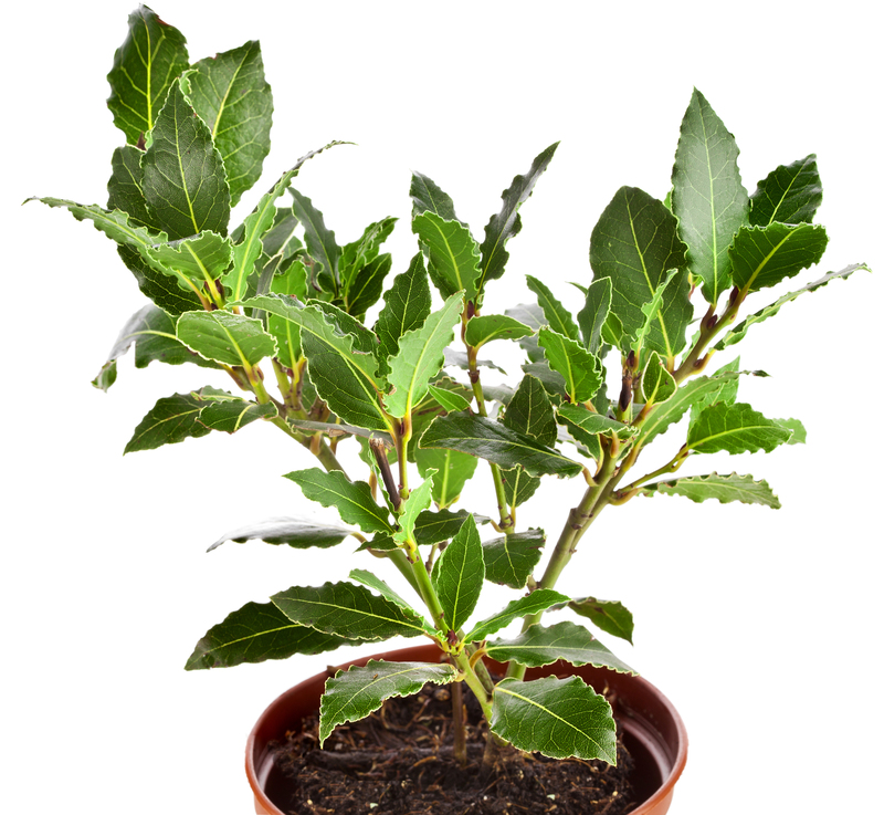 garden care landscape design